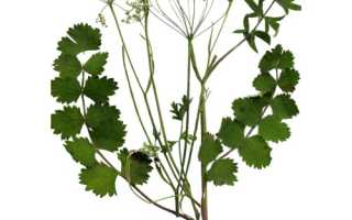 Какими полезные свойства у бедренца камнеломкого для организма человека?