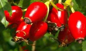 Дикая роза или шиповник: польза и вред