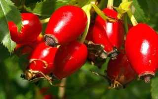 Дикая роза или шиповник: польза и вред