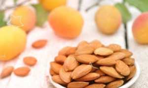 Абрикосовые косточки: польза и вред для здоровья