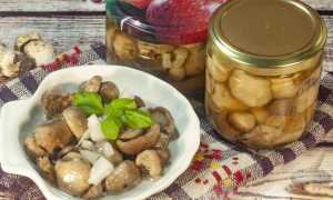 Грибы белые маринованные на зиму рецепт