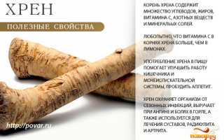 Хрен – польза и вред растения