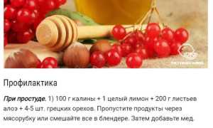 Ягода калина – польза и вред для здоровья