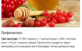 Ягода калина – польза и вред для здоровья