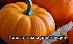 Тыква – польза и вред для организма