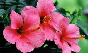 Изысканный и полезный цветок гибискус: правила применения в народной медицине и противопоказания