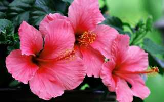 Изысканный и полезный цветок гибискус: правила применения в народной медицине и противопоказания