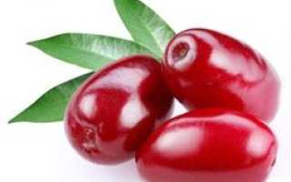 Кизил; польза и вред применения ягод
