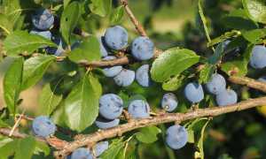 Терн — польза и вред необычного растения,