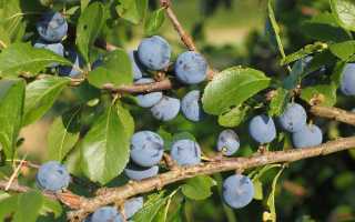 Терн — польза и вред необычного растения,