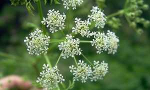 Растение тмин польза и вред, состав и свойства