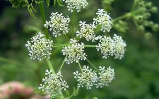 Растение тмин польза и вред, состав и свойства