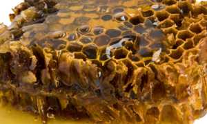 Прополис: лечебные свойства и противопоказания к использованию продукта