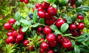 Чудо-ягода брусника: полезные свойства и способы применения в кулинарии и косметологии