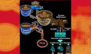 Американские ученые исследовали воздействие никотиновой кислоты на кровеносные сосуды