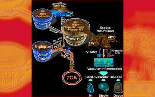 Американские ученые исследовали воздействие никотиновой кислоты на кровеносные сосуды