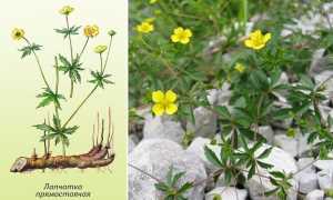 Корень калгана – лечебные свойства и противопоказания к потреблению