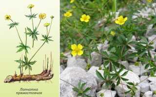 Корень калгана – лечебные свойства и противопоказания к потреблению