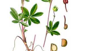 Полезные свойства и противопоказаний сабельника болотного