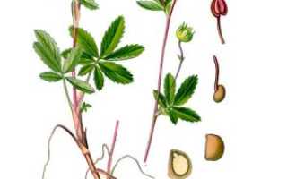 Полезные свойства и противопоказаний сабельника болотного