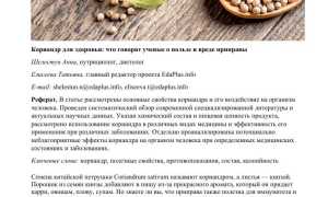 Кориандр — полезные свойства и противопоказания к использованию