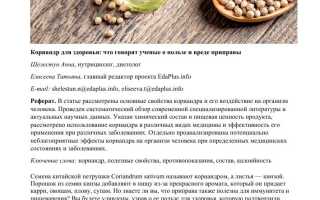 Кориандр — полезные свойства и противопоказания к использованию