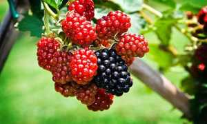 Варенье из шелковицы: полезные свойства и противопоказания