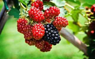 Варенье из шелковицы: полезные свойства и противопоказания