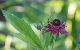 Трава для здоровых суставов: как правильно использовать сабельник в лечении, а также правила сбора и заготовки растения