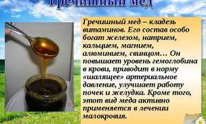 Гречишный мёд — польза и вред для детей и взрослых