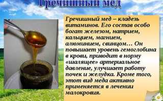 Гречишный мёд — польза и вред для детей и взрослых