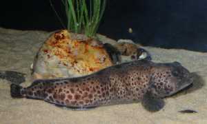 Зубатка: польза и вред «Морского волка»