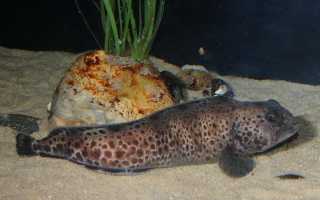 Зубатка: польза и вред «Морского волка»