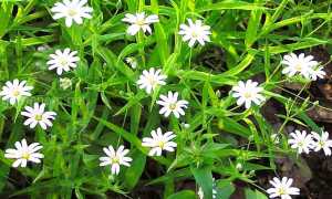 Звездчатка полезные свойства