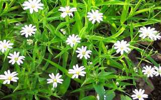 Звездчатка полезные свойства