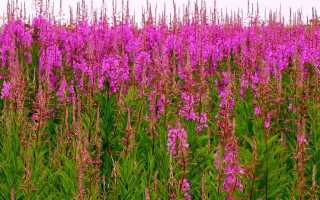 Иван-чай: польза и вред травяного напитка