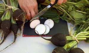 Уникальная черная редька: польза и вред популярного овоща