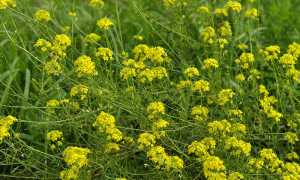 Желтушник: лечебные свойства и противопоказания