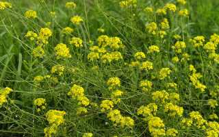 Желтушник: лечебные свойства и противопоказания