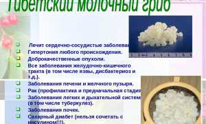 Польза и вред молочного гриба, о которых следует знать