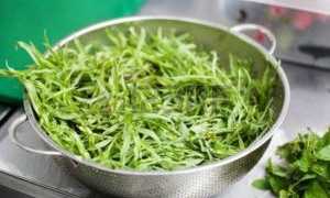 Тархун — польза и вред ароматной травы