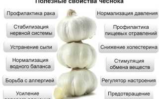 Чеснок – польза и вред для нашего организма