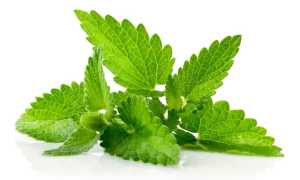 Мелисса – лечебные свойства и противопоказания