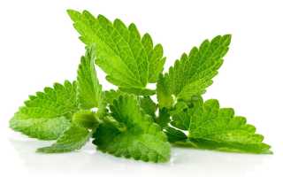 Мелисса – лечебные свойства и противопоказания