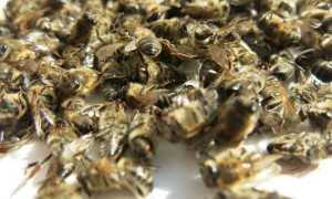 Пчелиный подмор — польза и вред уникального продукта пчеловодства