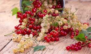 Полезные свойства и показания к применению красной, черной и белой смородины