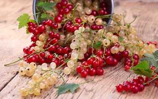 Полезные свойства и показания к применению красной, черной и белой смородины
