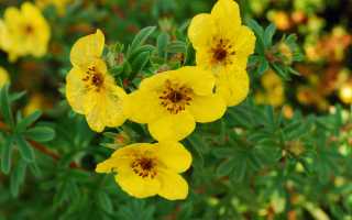 Лапчатка или курильский чай: полезные свойства, а также правила заготовки и применения растения в различных целях