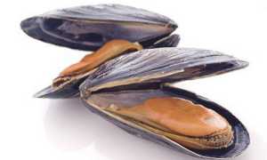 Дары морей: мидии — польза и вред для человека