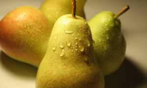 Спелая груша: польза и вред для человека